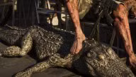 American Alligator — Sea Creature · Reptile