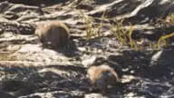 Beaver — Mammal