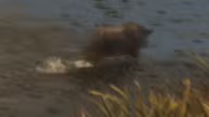 Boar — Mammal