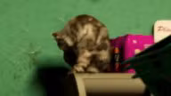 Cat — Mammal