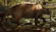 Cougar / Florida Panther — Mammal