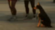 Doberman — Dog Breed · Mammal