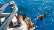 Dolphin — Sea Creature · Mammal
