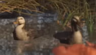 Duck — Bird