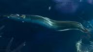 Eel — Sea Creature · Fish