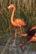Flamingo — Bird