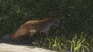 Fox — Mammal