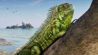 Green Iguana — Reptile