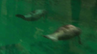 Manatee — Sea Creature · Mammal