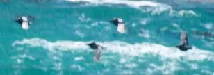 Pelican — Bird