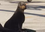 Rottweiler — Land Animal · Mammal