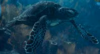 Sea Turtle — Sea Creature · Reptile