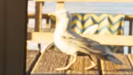 Seagull — Bird