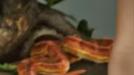Snake — Reptile