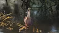 Spoonbill — Bird