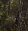 Squirrel — Mammal